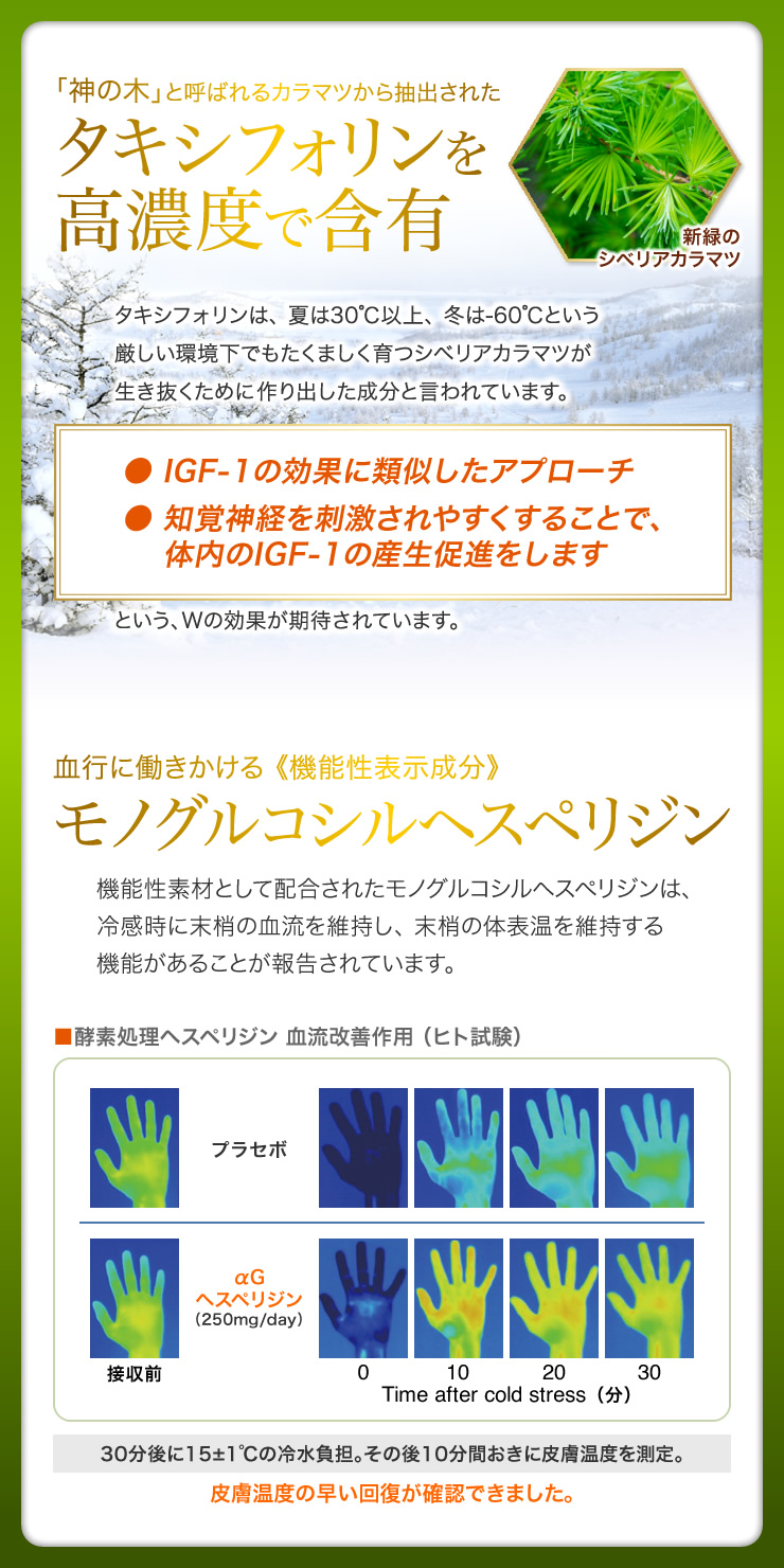 タキシフォリンを高濃度で含有